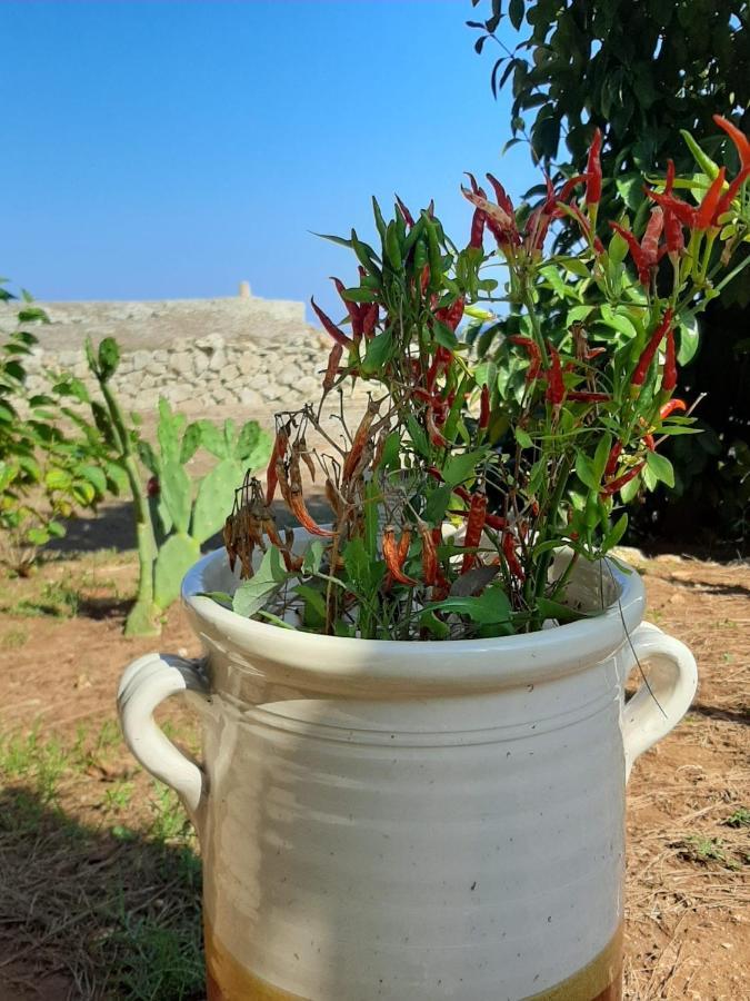 Tenuta L'Alba Di Monte Matino Otranto Eksteriør bilde